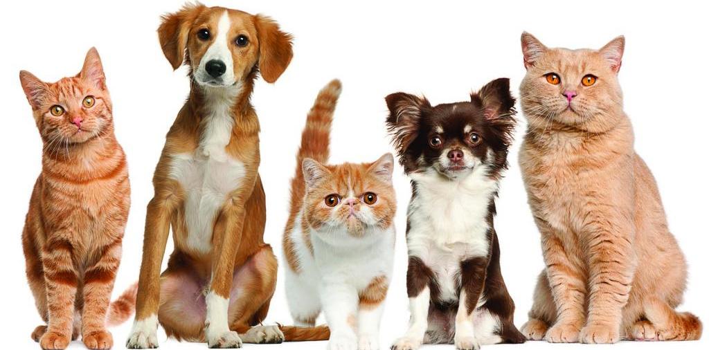 Доска объявлений о животных | ЗооТом - продажа, вязка и услуги для животных в Альметьевске