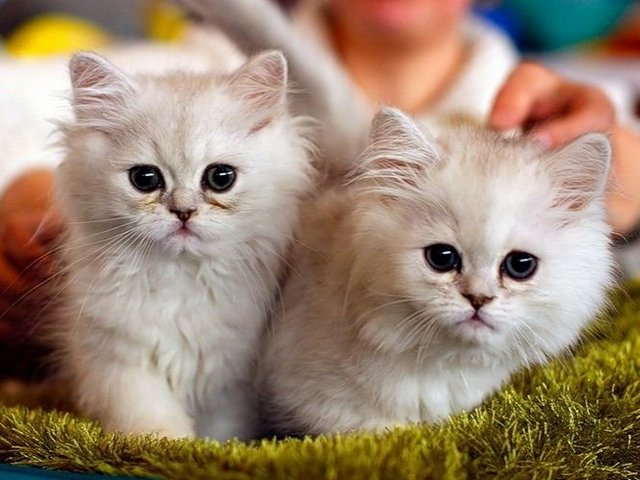 Породы кошек в Альметьевске | ЗооТом портал о животных