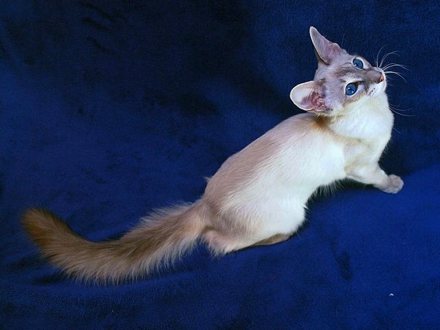 Выведенные породы кошек в Альметьевске | ЗооТом портал о животных