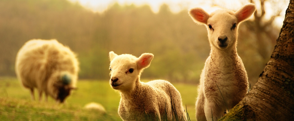 Объявления о сельскохозяйственных животных | ЗооТом - продажа, вязка и услуги для животных в Альметьевске