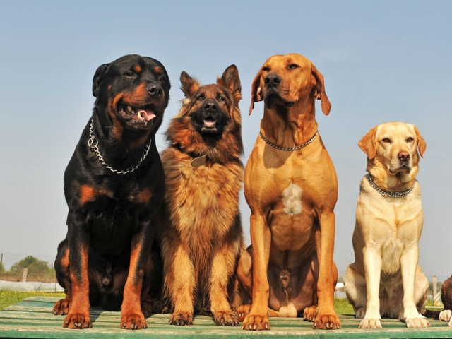 Крупные породы собак в Альметьевске | ЗооТом портал о животных