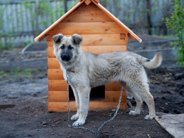 Все о собаках в Альметьевске